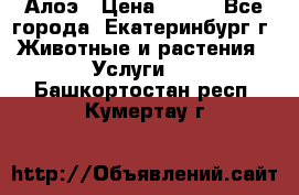 Алоэ › Цена ­ 150 - Все города, Екатеринбург г. Животные и растения » Услуги   . Башкортостан респ.,Кумертау г.